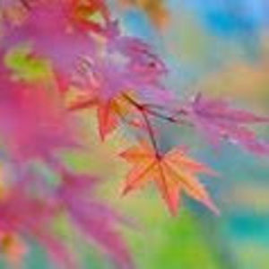 Meet your Posher, Adalina